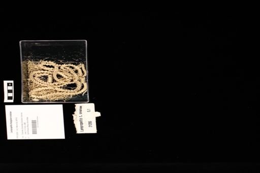 Lampropeltis triangulum sinaloae