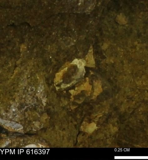 Protocardia subquadrata