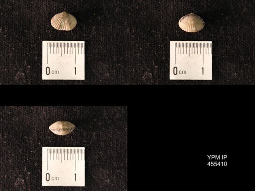Platystrophia morrowensis