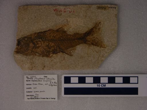 Diplomystus sp.