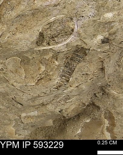 Inoceramus cuneatus