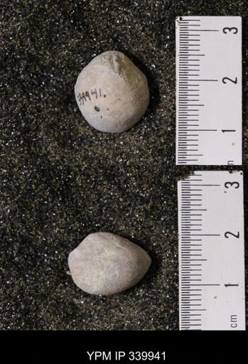 Kingena wacoensis