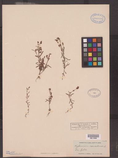Hypericum canadense