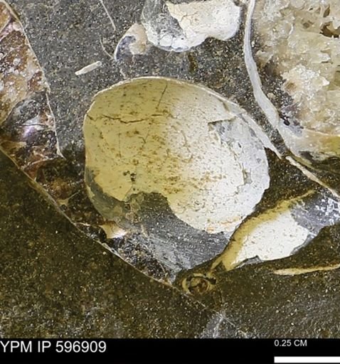 undet. Bivalvia