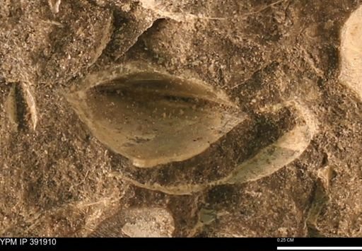 Protocardia sp.