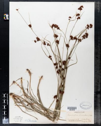 Rhynchospora glomerata