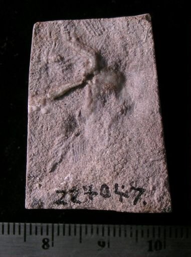 Antiquaster sp.