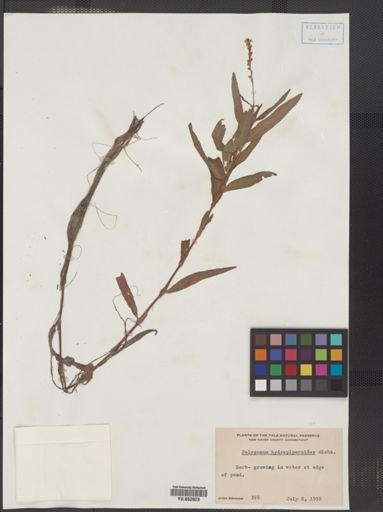 Polygonum hydropiperoides