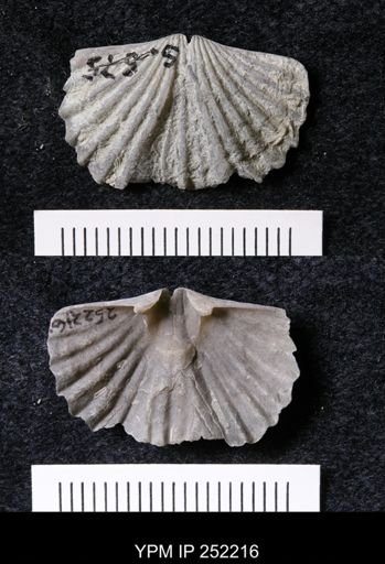 Platystrophia laticosta