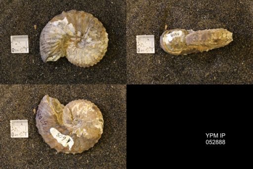 Discoscaphites gulosus