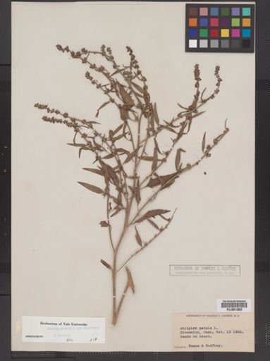 Atriplex patula