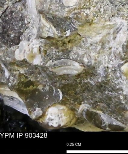 Corbulamella?