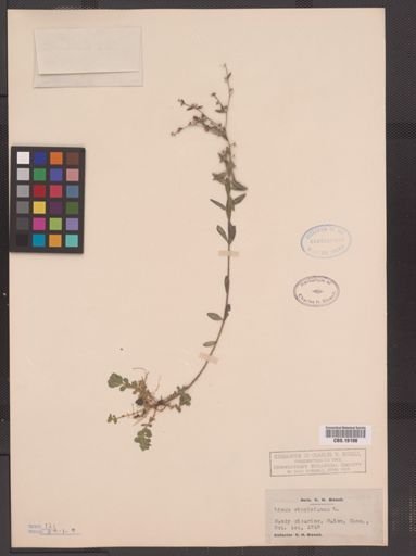 Linum virginianum