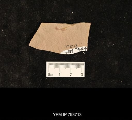 undet. Vespidae