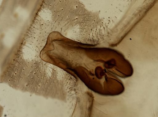 Araneae