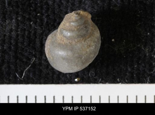 Viviparus montanaensis