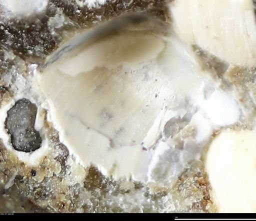 Corbulamella gregaria