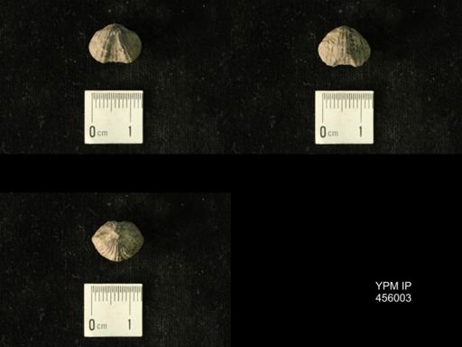 Platystrophia amoena