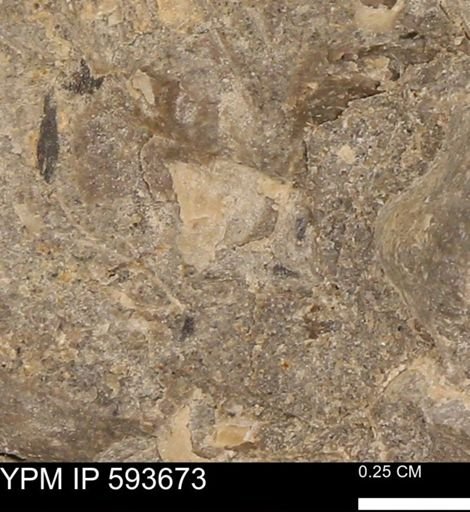 Baculites sp.