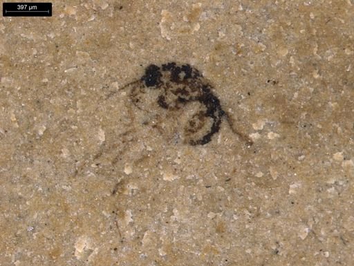 undet. Diptera
