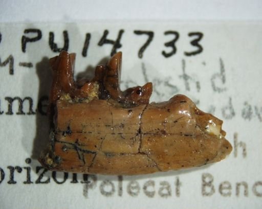Pantolestidae