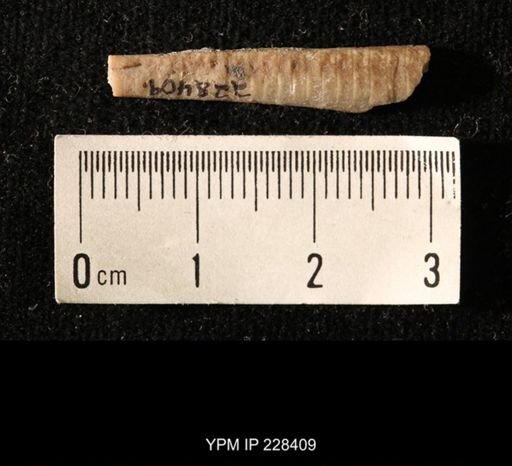 Pseudorthoceras knoxense