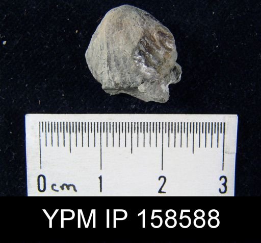 Rhynchotrema anticostiensis