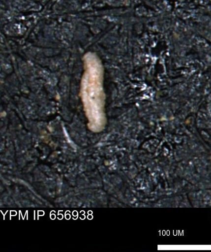 Miliammina cf. sproulei