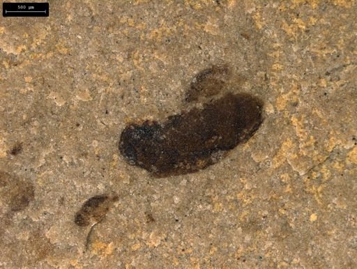 undet. Coleoptera