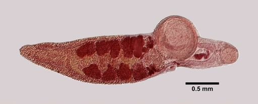 Gorgodera amplicava