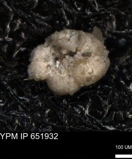 undet. Rugoglobigerinidae