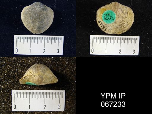 Atrypa reticularis