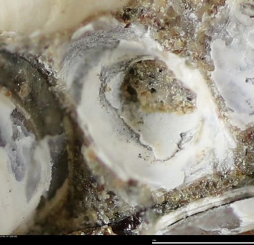 Corbulamella gregaria