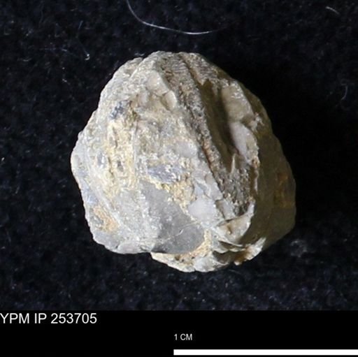 Pentremites sp.