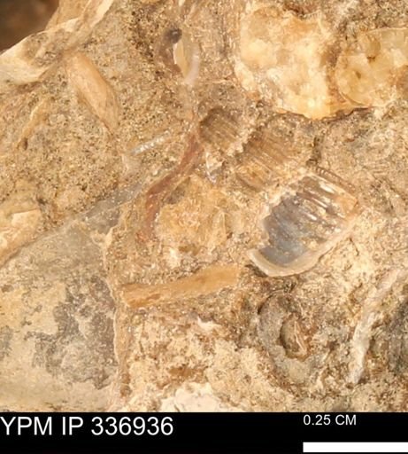 undet. Mollusca