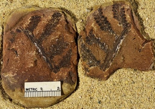 Pecopteris
