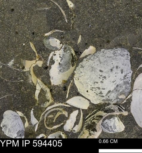 undet. Bivalvia