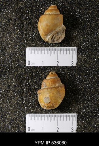 Campeloma nebrascensis