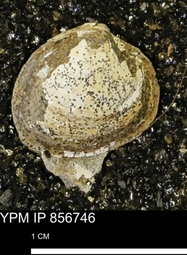 Limopsis striatopunctatus