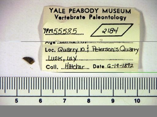 Paronychodon?