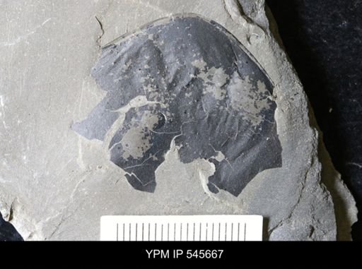 undet. Eurypterida