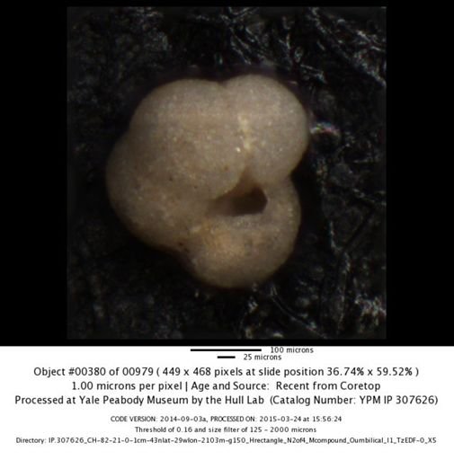 undet. Foraminiferida