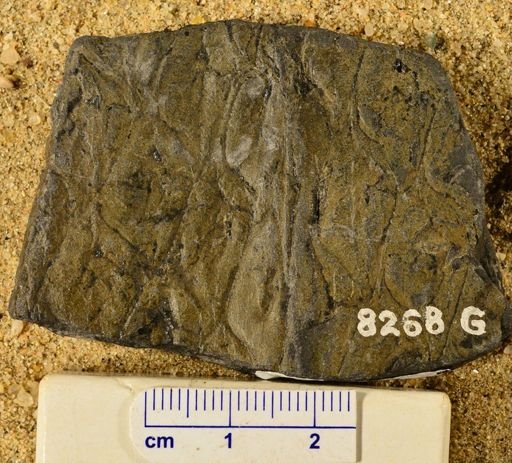 Lepidodendron sternbergii
