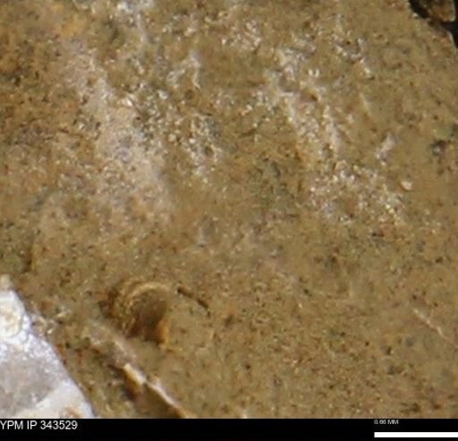 undet. Bivalvia