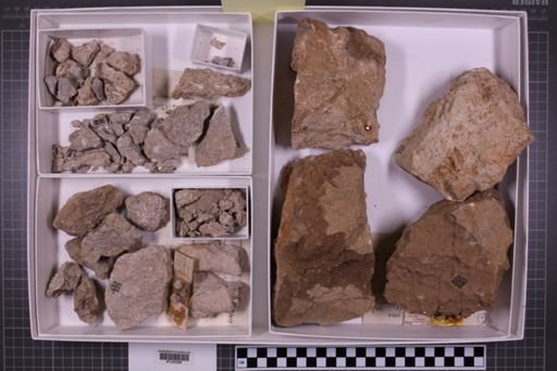 mixed taxa, stratigraphic collection