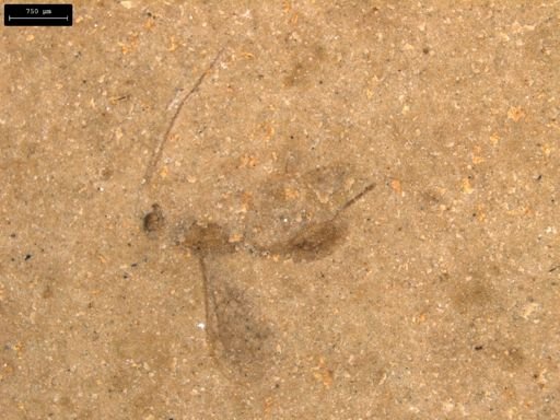 taxon undetermined