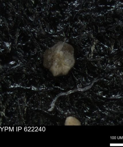 undet. Foraminiferida