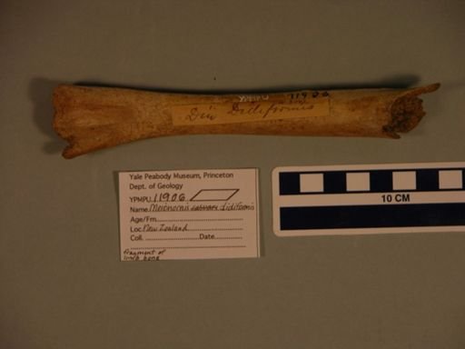 Meionornis didiformis