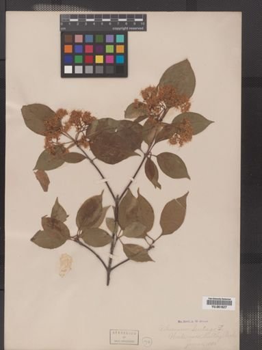 Viburnum lentago