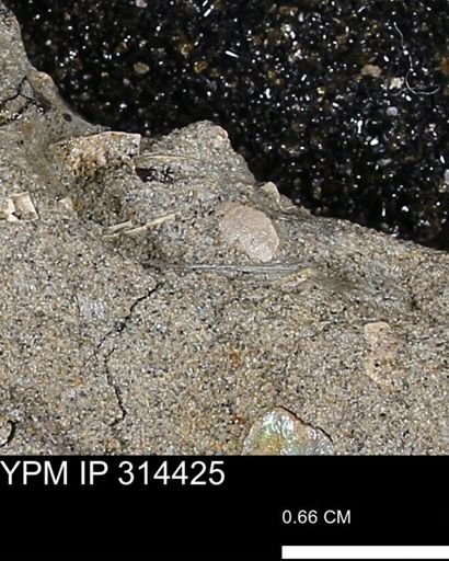 undet. Mollusca
